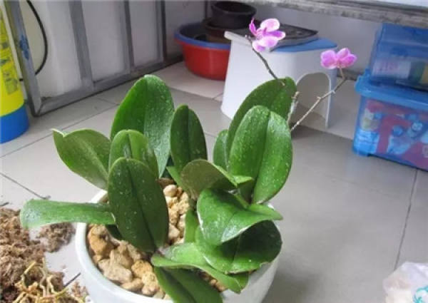 Butterfly Orchid