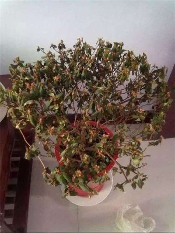 Butterfly Orchid