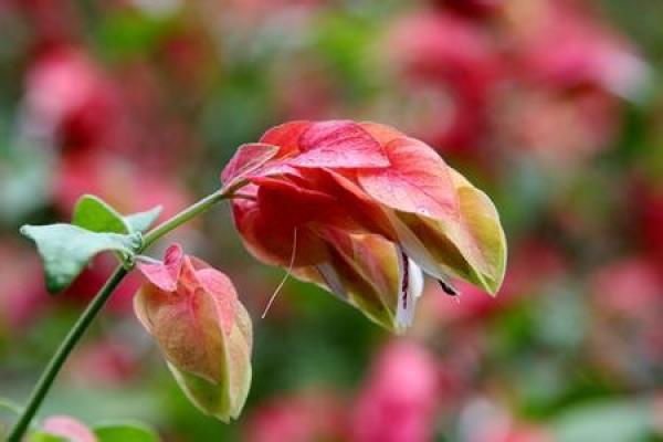Shrimp Shell Flower Shrimp Shell Flower