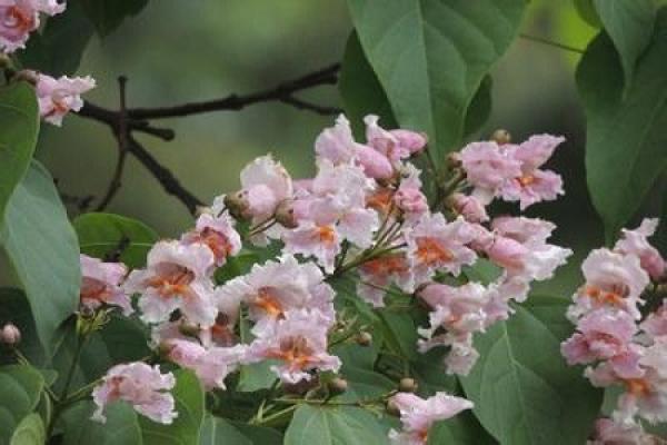 Catalpa bungei