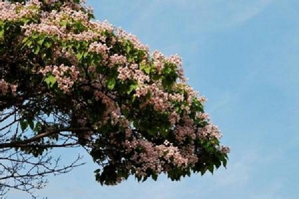 Catalpa bungei