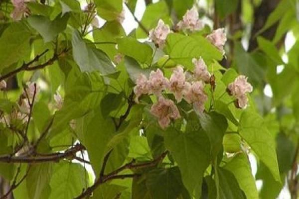 Catalpa bungei