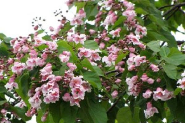Catalpa bungei