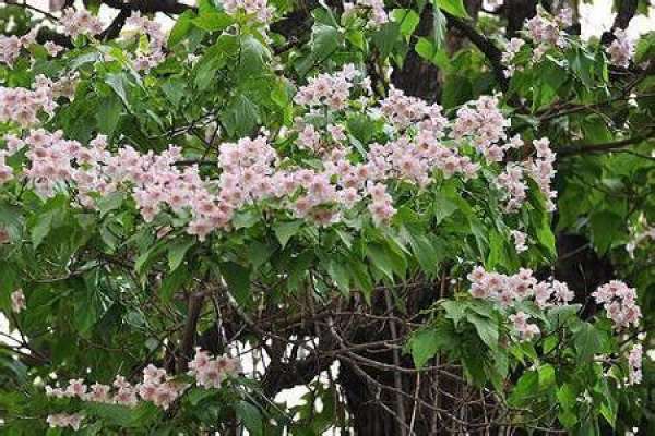 Catalpa bungei