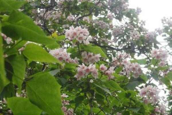 Catalpa bungei