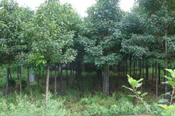 Catalpa bungei