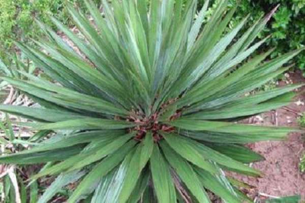 Yucca gloriosa