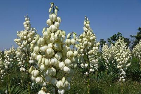 Yucca gloriosa