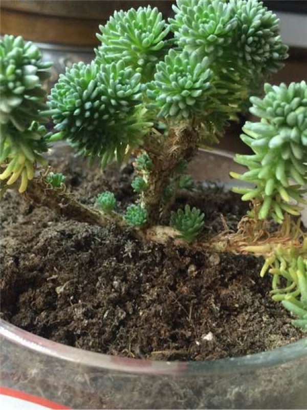 Pruning method of ball pine