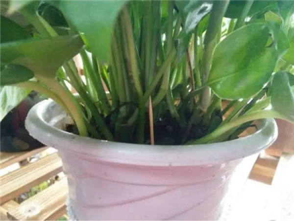 Ingenious watering