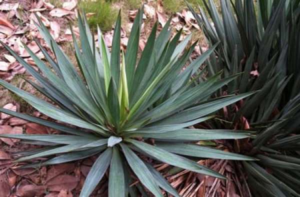 The essential difference between Yucca and Yucca