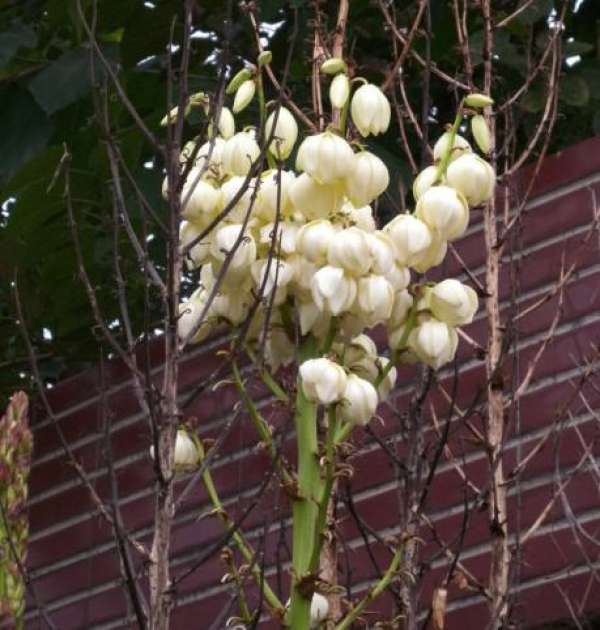 Differences between Yucca and Yucca plant