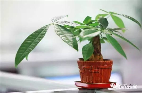 Fortune Tree