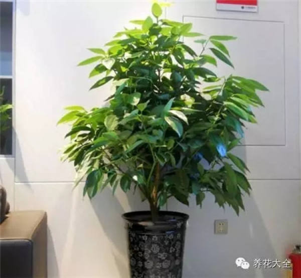 Fortune Tree