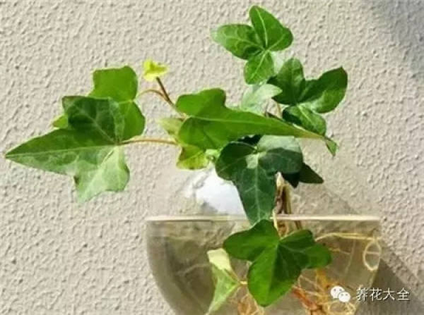 Fortune Tree