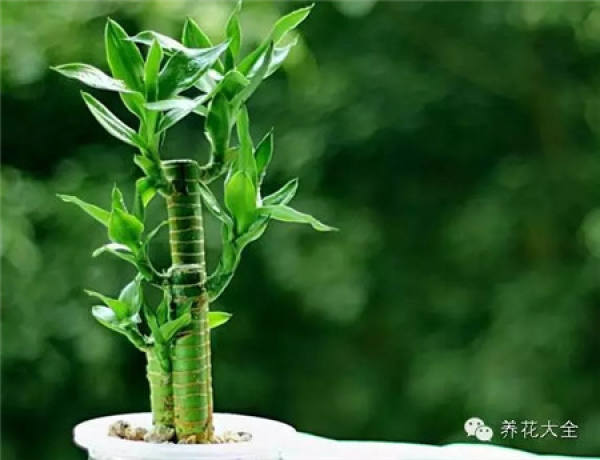 Fortune Tree