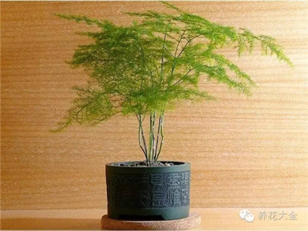 Fortune Tree