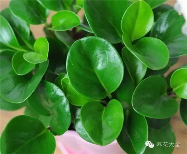 Fortune Tree