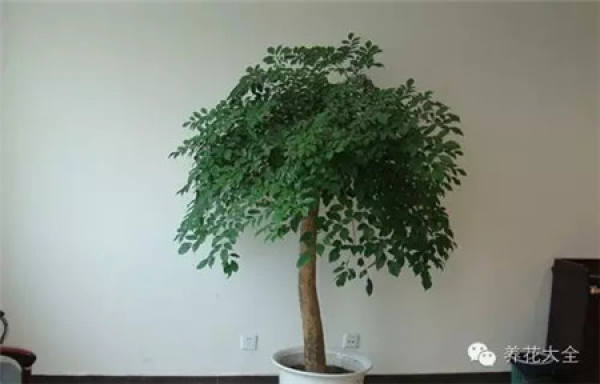 Fortune Tree