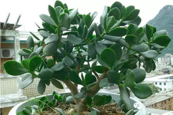 Fortune Tree