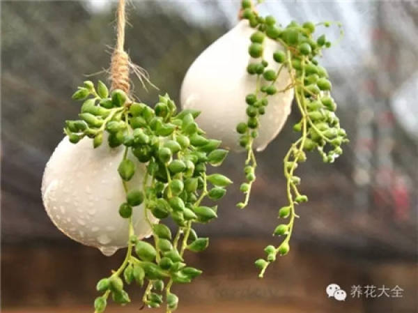 Fortune Tree