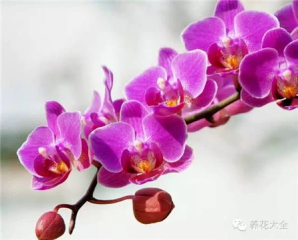 Fortune Tree