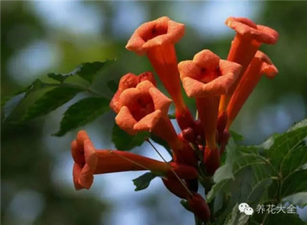 Fortune Tree
