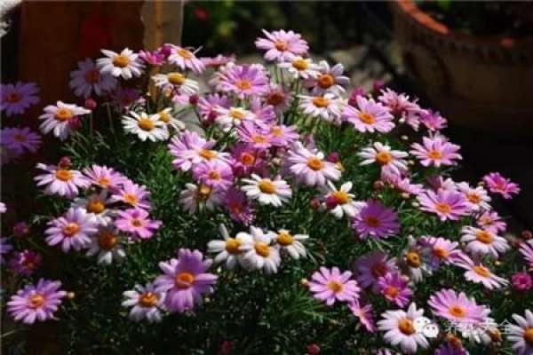 Marguerite
