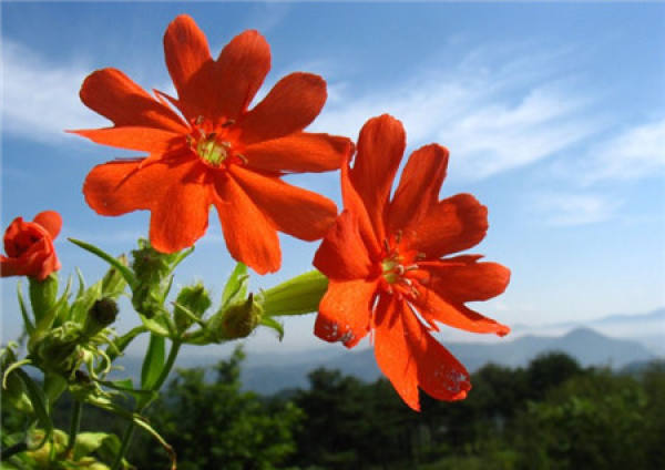 Sowing and Propagation of Lychnis