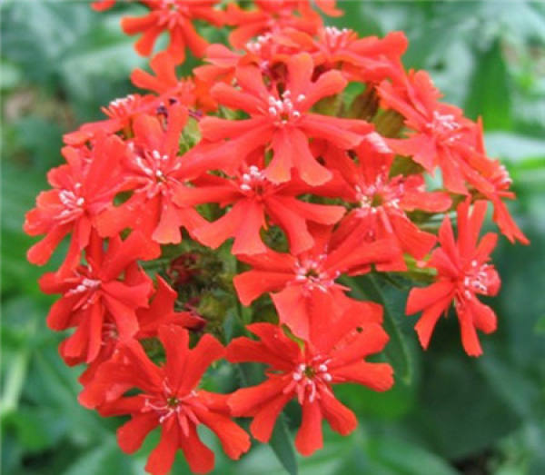 Division Propagation of Lychnis chinensis