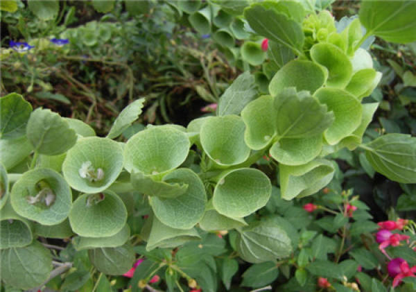 Flowering period of shell flower