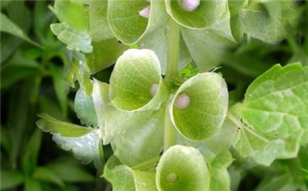 Flowering period of shell flower