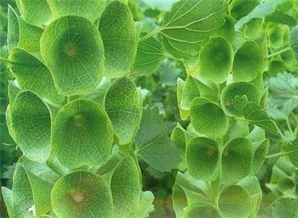 The Flower Language of Shell Flower