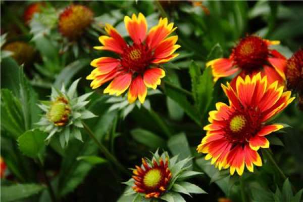Florescence of Gaillardia