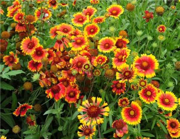 Florescence of Gaillardia