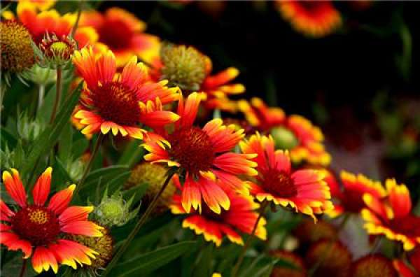 florescence of chrysanthema