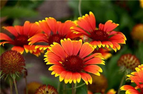 The Flower Language of Gaillardia