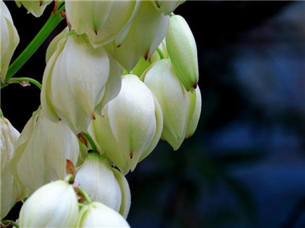 The Flower Language of Yucca