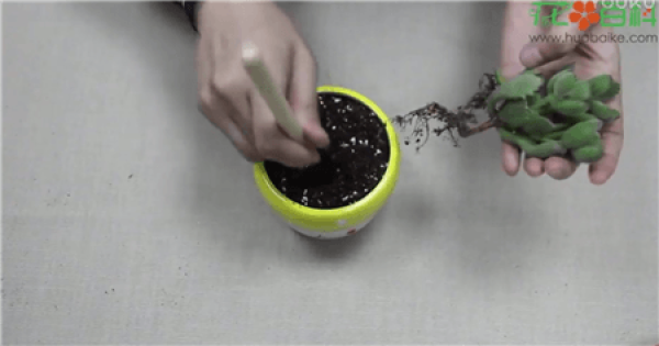 Disposition soil