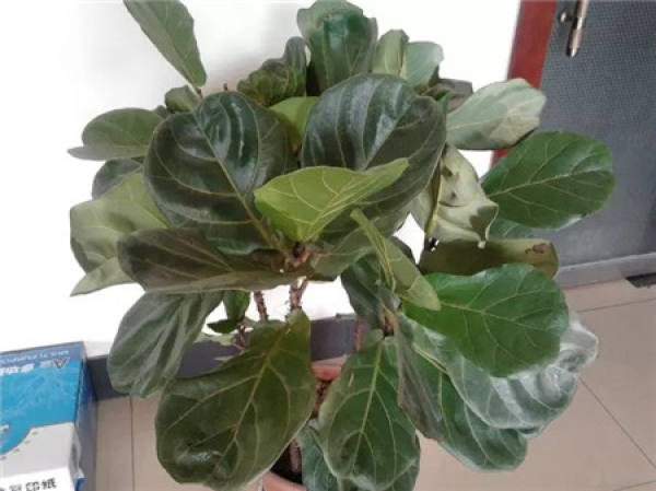 Ficus pandurata