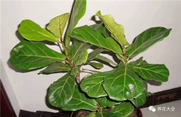 Ficus pandurata
