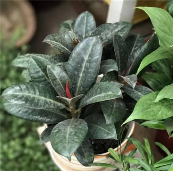 Ficus pandurata