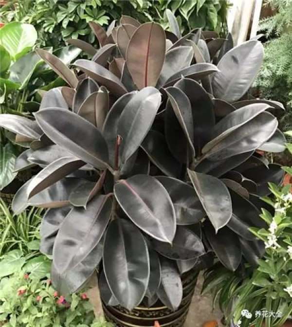 Ficus pandurata