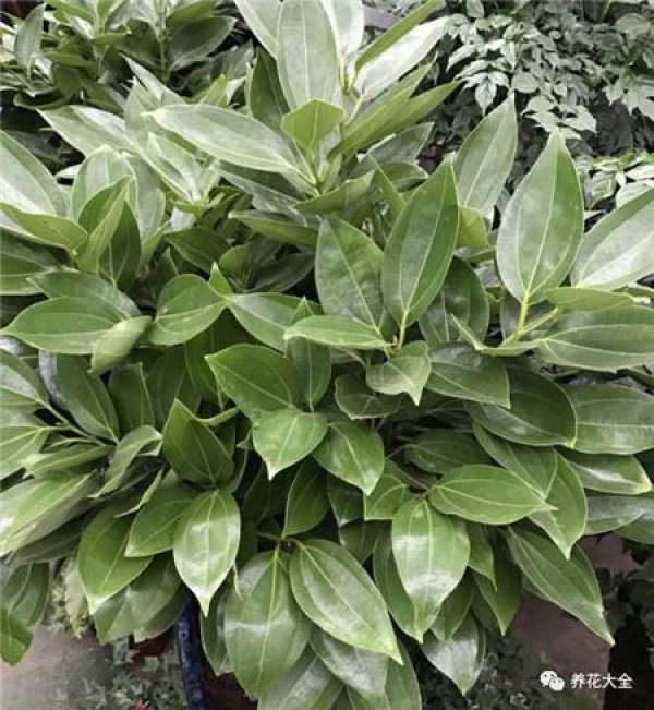 Ficus pandurata