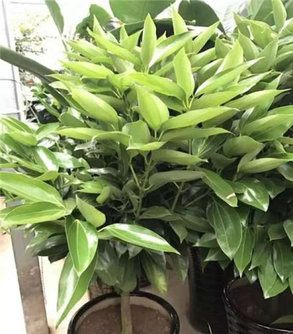 Ficus pandurata