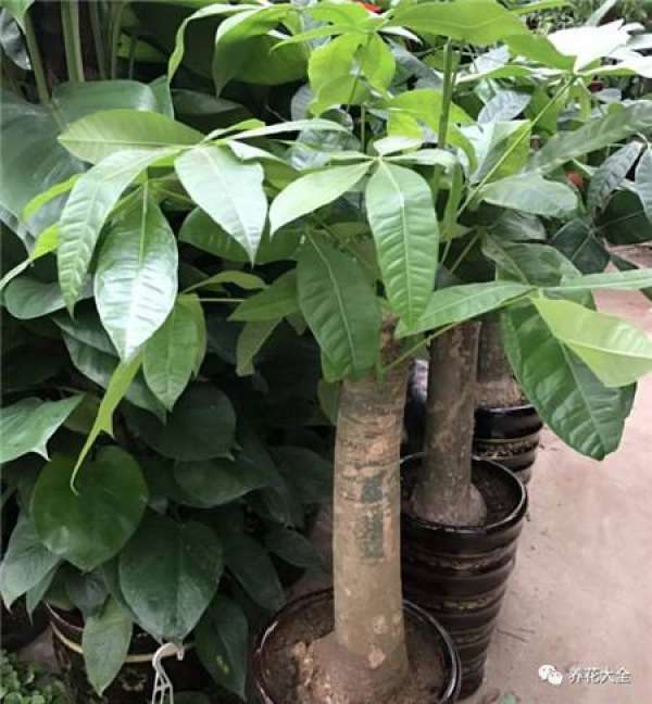 Ficus pandurata