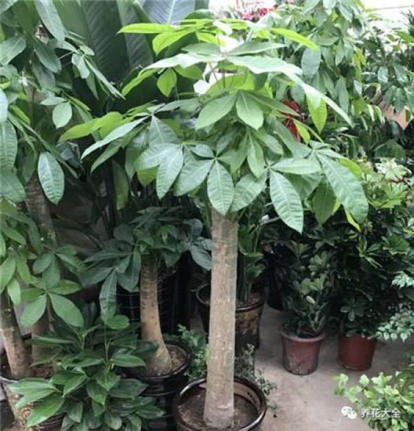 Ficus pandurata
