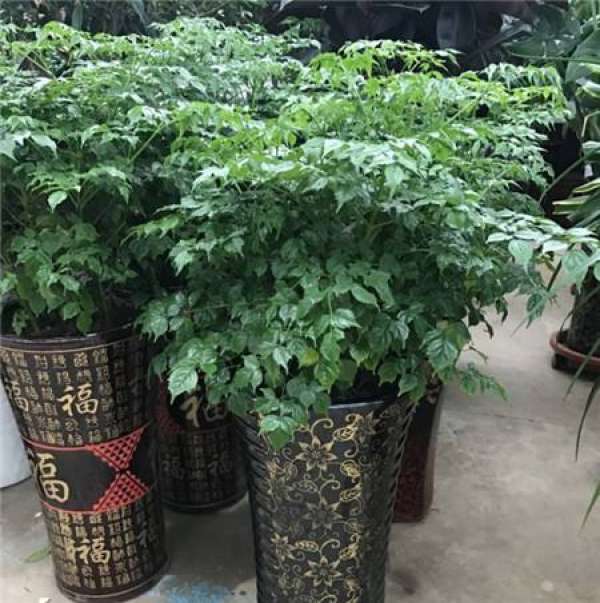 Ficus pandurata