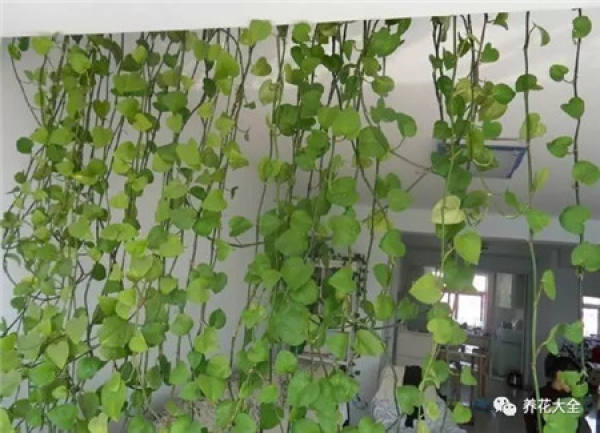 Without soil and fertilizer, green radish grows into curtains.