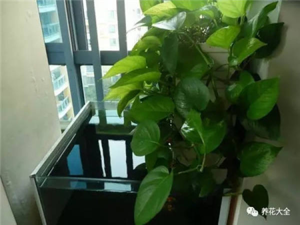 Without soil and fertilizer, green radish grows into curtains.
